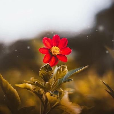 Gönlünüzü Alanlar Sarsın Dört Bir Yanınızı Kırıp Dökenler Değil !