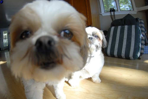 Pixzoid's profile picture. 