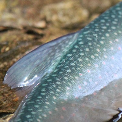 北海道在住の鱒釣りフリーク。普段は、地域づくりや人材育成などの仕事をフリーランスでやってます。北の大地に棲む美しいトラウトたちの画像や釣行日記などは、別途ブログで公開中。基本はアウトドア派だけど、ひそかにドラマ「やまとなでしこ」をこよなく愛し続けているという別の顔もあり。フォローは自由。どうぞよろしくお願いします。