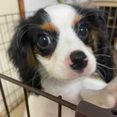 ystz_yu's profile picture. 新デジカ、ユニアリ　 チャレカ優勝1、エボカ優勝4, 22超テイマー準優勝,23超テイマー3on3 TOP4,22国内決勝10位