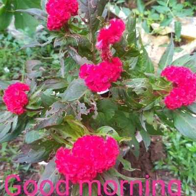 TARSEMS67118178's profile picture. Yes