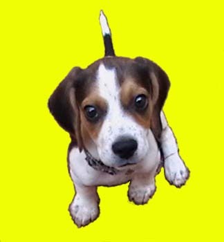 Tanning Buyers Group Profile