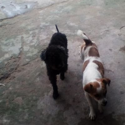 Silvia51654273's profile picture. en.  perros