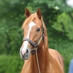 ギャン垢。ダービーでコントレイルに圧倒されて競馬にハマりました。オルフェ、ゴルシ、サイレンススズカが好き。
🚣‍♂️もやります