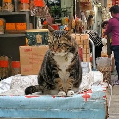 Follow #sheungwancats ❤️
Enjoy my photos of stray / shop cats in
Sheung Wan and Sai Ying Pun, Hong Kong 🇭🇰
香港  上環  西營盤  街貓  舖頭貓