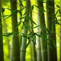 oneman0000's profile picture. 