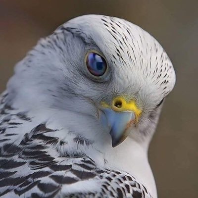 tswmoscow's profile picture. 