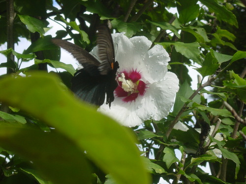 ゆうゆう 上総の国は 茂原市 焼肉 新羅オープン