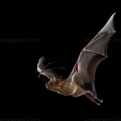 itsgarbagetime's profile picture. fledgling librarian. scrap monger. up the dunks. she/her. 8/10 floof.