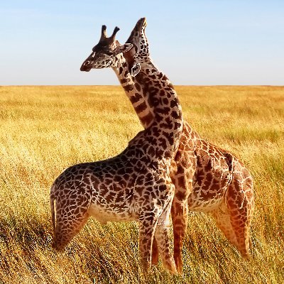 AdumuMt's profile picture.