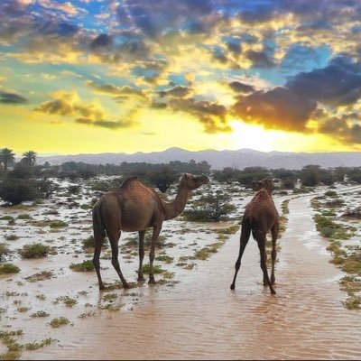 Rashid47818137's profile picture. واتساب050