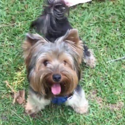 canobatman's profile picture. 