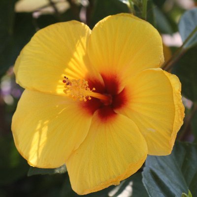 The educational and research program in Horticulture at Texas A&M University - Commerce!