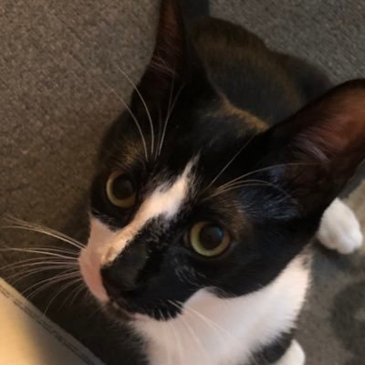 yoshiithecat Profile Picture
