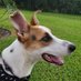 Nyx The Doggo (@nyxdoggo) Twitter profile photo Nyx The Doggo (@nyxdoggo) Twitter profile photo