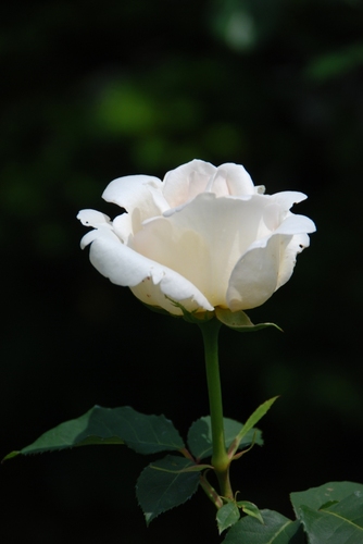 gataropapa's profile picture. がんサバイバーのもぐらの日記……。
それなりに生きている記録。
車を入れ替え、ドライブを再開。
写真、映画、ＰＣが好き。活字中毒？
クルマはスズキのスイフト、MT、FF、HYBRID。