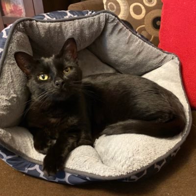 Honest_Cat's profile picture. I’m still learning how to cat.