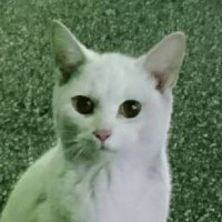 白猫プロジェクト NEW WORLD'S』新イベント「九条霊異記 異聞録