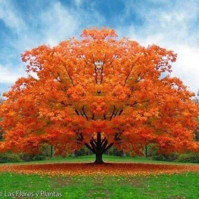 SanAyerimSan's profile picture. 
