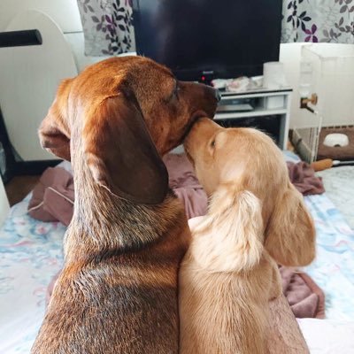 だいこむちい 垂れ耳犬3匹共働き2人 Daikomuchi Twitter