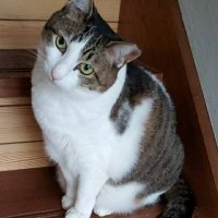 クガミユ (@tora_chan5) Twitter profile photo