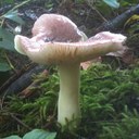 Dan Boucher - @rolloverguytoo - Twitter