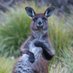 Kangaroo Island Landscape Board (@KILandscapeSA) Twitter profile photo