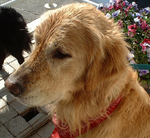 akapi's profile picture. しごと：広告屋（ウェブから紙まで）　すきなこと：ダイビング・星空観望　すきなばしょ：沖縄・Hawaii・Maldives　ざゆうのめい：人生谷あり谷あり