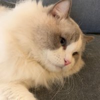 Nevaeh proxies (@nevaehproxies) 's Twitter Profile