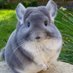 Chinchilla (@chinchillaenoja) Twitter profile photo Chinchilla (@chinchillaenoja) Twitter profile photo