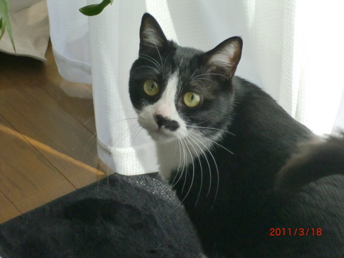 futinasimegane's profile picture. 美容、健康食品、化粧品、サプリメントなどのJAnetやA8netでアフィリエイトをしています。他のブログでも、いろいろなものをツイートしています。