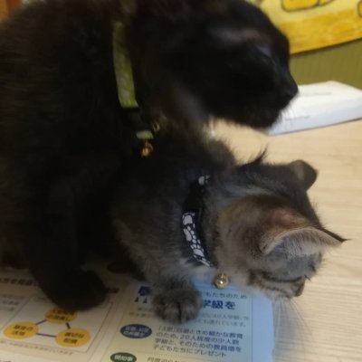 kentosannvn's profile picture. なにかつくったもの（料理など）+行ったとこ+会った人+読んだものを徒然と。
ログ残しと偶発的なイベントの発生を期待。