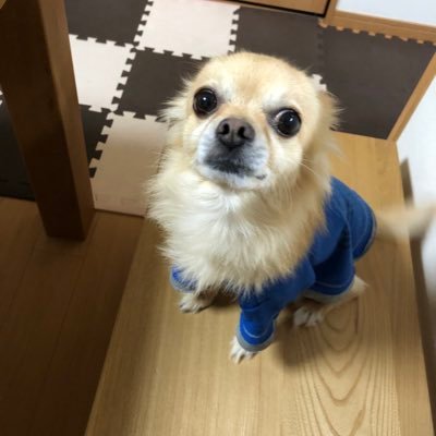 ガマケン Gamakentv Twitter ガマケン Gamakentv Twitter