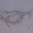 akoturk's profile image