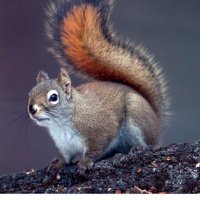 Squirrels Everywhere ππΏπ (@squirrelcruz) 's Twitter Profile