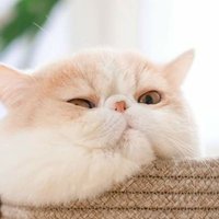 Silyn_233K (@k23s03) 's Twitter Profile