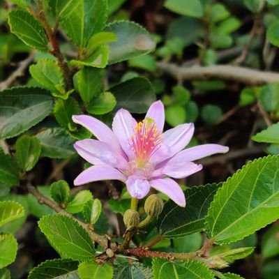 Anhvuvu's profile picture. 