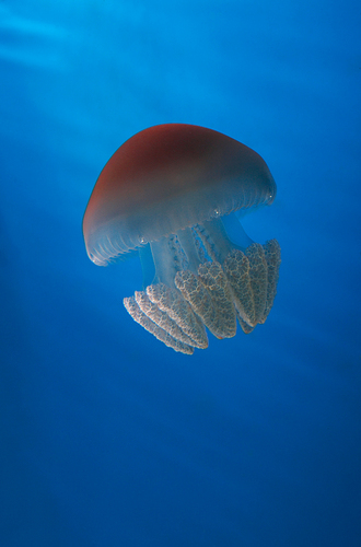 AQUATIS_MA's profile picture. 