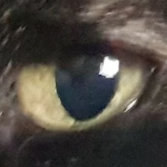 TOTEM_live's profile picture. 