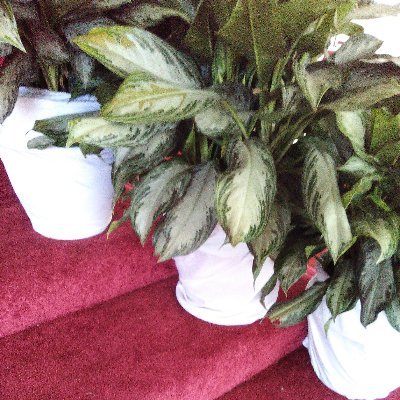 heaveyness's profile picture. Humble individual. Patient Care Nurse provides in home care.🇯🇲🇯🇲🇯🇲🇯🇲