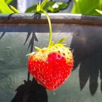 Caldicotts Nursery (@pyosolihull) 's Twitter Profile