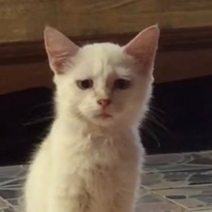 yatiepie's profile picture. stupid rants here