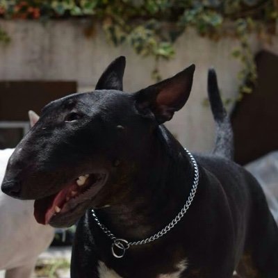 letsgowto's profile picture. English Patriot