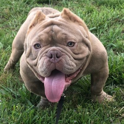 Breeder of some of the best Exotic bullies in the 🌎world “watch the kid and his dog”