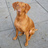 viktordehond's profile image