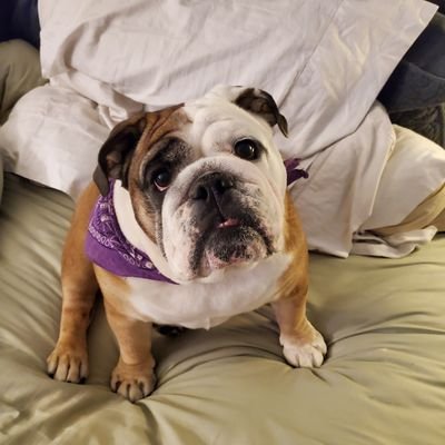 Cliffy9970's profile picture. Visual Effects enthusiast.. Grateful husband.. English Bulldog parent...