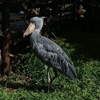 ぼたん (@5days5times) 's Twitter Profile
