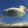 acdmstaff's profile picture. 架空の大学職員のなんでも屋。役職は副課長代理補佐代行。好きな言葉は定時退勤、嫌いな言葉は休日出勤。台車操縦免許取得済。ためにならないことをジャストアイデアで呟きます。極力上品なツイートを心掛けていますが、高い確率で毒と嫌味とゲロを吐きます。※このアカウントのツイートは全てフィクションです
