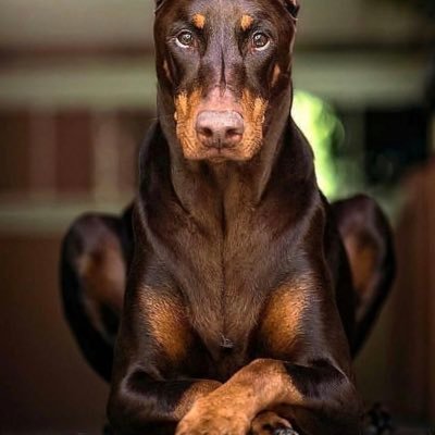 NOS4A219's profile picture. Español hasta la médula.