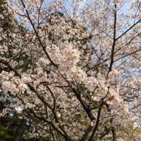 さくら (@sakra_sakra__) 's Twitter Profile